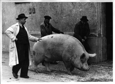 Ein Schwein mit über 500 kg Lebendgewicht in St. Marx, ca. 1950