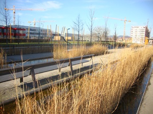 Schilf im Rudolf Bednarpark