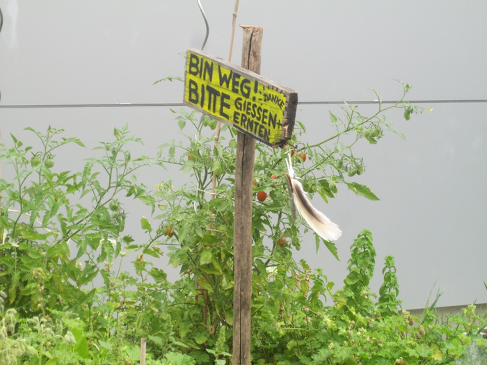 BITTE GIESSEN UND ERNTEN