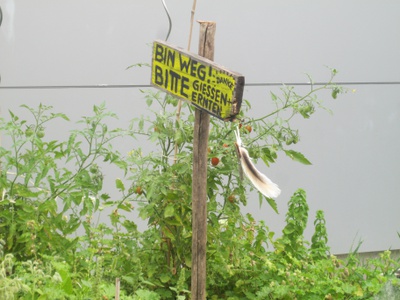 BITTE GIESSEN UND ERNTEN