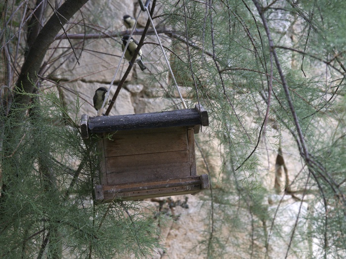 Garten des Haus Gruber in St. Margarethen; Architekt: Roland Rainer