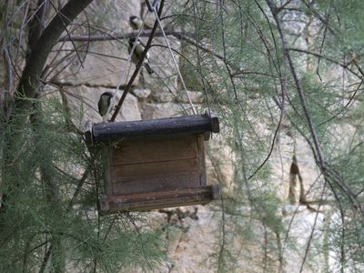 Garten des Haus Gruber in St. Margarethen; Architekt: Roland Rainer