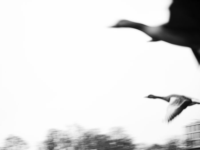 bird migration